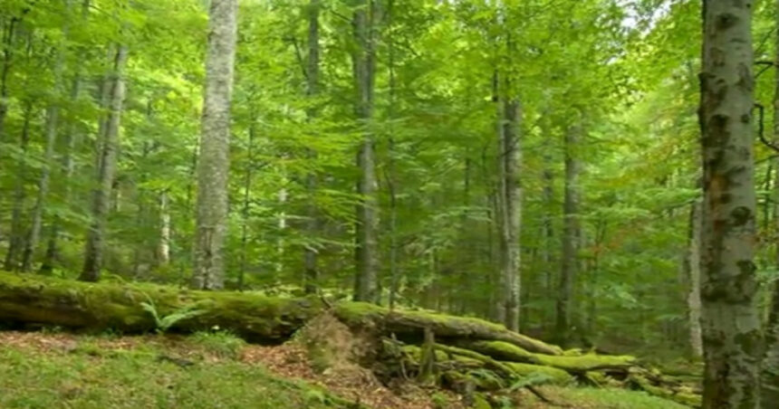 Drumurile forestiere vor fi supravegheate. Ce mai prevede noul Cod silvic promulgat de Klaus Iohannis 1 drumurile forestiere vor fi supravegheate video ce mai prevede noul cod silvic promulgat de klaus iohannis 67659cf4da1b1