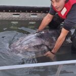 foto captura record sturion de aproape 150 de kilograme prins pe dunare iata cum s a terminat totul 676551c811123