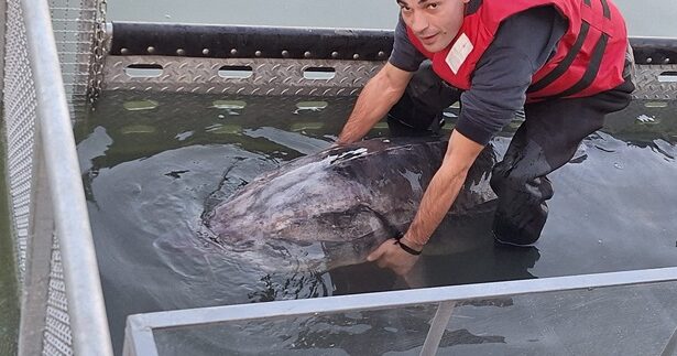 foto captura record sturion de aproape 150 de kilograme prins pe dunare iata cum s a terminat totul 676551c811123