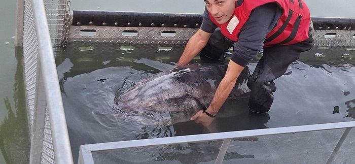 foto captura record sturion de aproape 150 de kilograme prins pe dunare iata cum s a terminat totul 676551c811123
