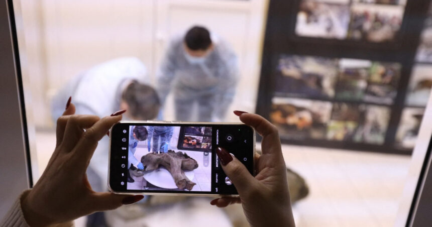 Rămășițele unui pui de mamut, vechi de 50.000 de ani, expuse în Rusia 1 galerie foto ramasitele unui pui de mamut vechi de 50 000 de ani sunt expuse in rusia 676b92bd34129