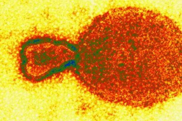 grav incident de biosecuritate sute de mostre de virusuri periculoase au disparut dintr un laborator de cercetare 6758aa7a7bc83