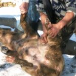 ignatul traditii si superstitii de ce nu se mai ingrasa porcii dupa aceasta sarbatoare 6764229fb6a7f