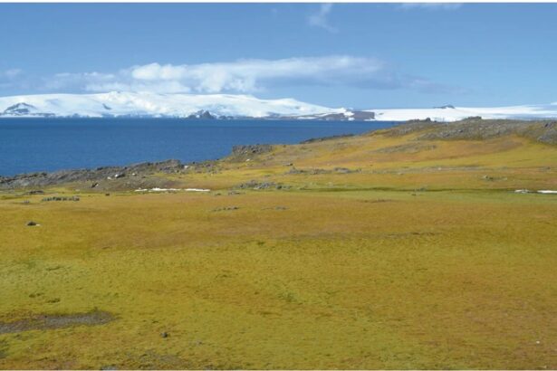 imagini din satelit arata ca antarctica este mai verde astazi decat in urma cu 35 de ani 6751c377023d2