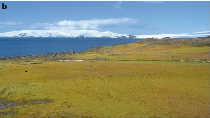 imagini din satelit arata ca antarctica este mai verde astazi decat in urma cu 35 de ani 6751c377023d2