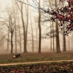 meteorologii prognozeaza pentru luna ianuarie temperaturi usor mai ridicate decat cele obisnuite 677414405dbf5