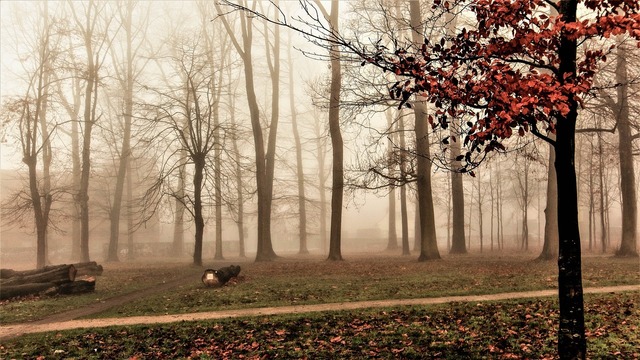 Meteorologii anunță temperaturi ușor mai ridicate decât cele obișnuite pentru luna ianuarie 1 meteorologii prognozeaza pentru luna ianuarie temperaturi usor mai ridicate decat cele obisnuite 677414405dbf5