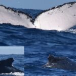 Migrație record! O balenă cu cocoașă a parcurs trei oceane. 2 migratie record o balena cu cocoasa a calatorit prin trei oceane 675ef20115138