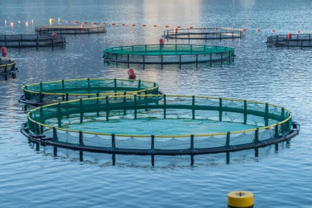 ministrul mediului primele ferme marine din marea neagra de anul viitor punem pe masa peste si fructe de mare proaspete autohtone 675d2c65de5e9