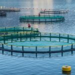 ministrul mediului sper ca 2025 sa fie anul in care spunem un adio definitiv produselor pescaresti congelate venite de la mii de kilometri distanta 675c72a380ca6