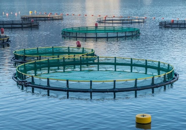 ministrul mediului sper ca 2025 sa fie anul in care spunem un adio definitiv produselor pescaresti congelate venite de la mii de kilometri distanta 675c72a380ca6