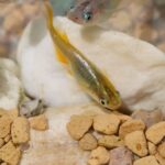 o specie remarcabila de peste respira prin coada si poate trai pana la 15 ore pe uscat 6765c1c5b92c0