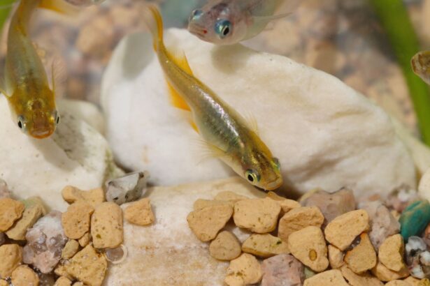 o specie remarcabila de peste respira prin coada si poate trai pana la 15 ore pe uscat 6765c1c5b92c0