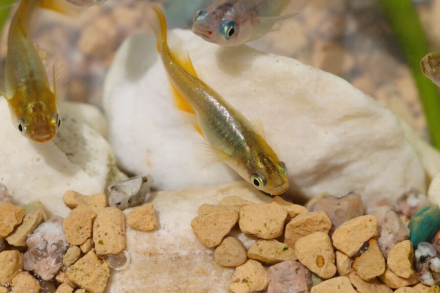 o specie remarcabila de peste respira prin coada si poate trai pana la 15 ore pe uscat 6765c1c5b92c0