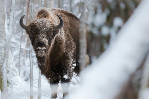p naturapoloneza padurea bialowieza un sit al patrimoniului mondial unesco 67508bb877a04