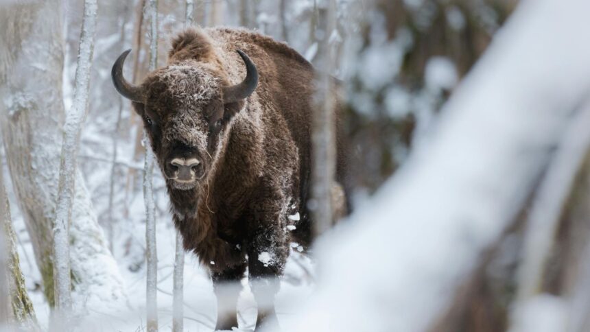 p naturapoloneza padurea bialowieza un sit al patrimoniului mondial unesco 67508bb877a04