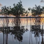 plantele care economisesc sute de miliarde de dolari in protectia impotriva inundatiilor 675870d05c022