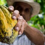 preturile pentru cacao ajung la un nou record provocand noi avertismente cu privire la volatilitatea extrema 676287609702a