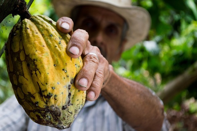 Prețurile pentru cacao ating un nou record, generând noi avertismente privind volatilitatea extremă. 1 preturile pentru cacao ajung la un nou record provocand noi avertismente cu privire la volatilitatea