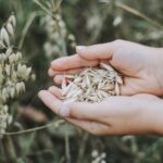 Prețurile produselor agricole au avut o scădere. 3 preturile produselor agricole au scazut 676410fe8ab37