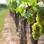 Sugestii pentru viitorul sectorului vitivinicol al UE 2 recomandari pentru viitorul sectorului vitivinicol al ue 67626ff5095df