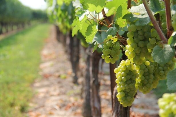 recomandari pentru viitorul sectorului vitivinicol al ue 67626ff5095df