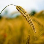 România a exportat cereale și preparate pe bază de cereale în valoare de 2,39 miliarde euro. 3 romania a exportat cereale si preparate pe baza de cereale in valoare de 239 miliarde de euro 674d56a7402aa