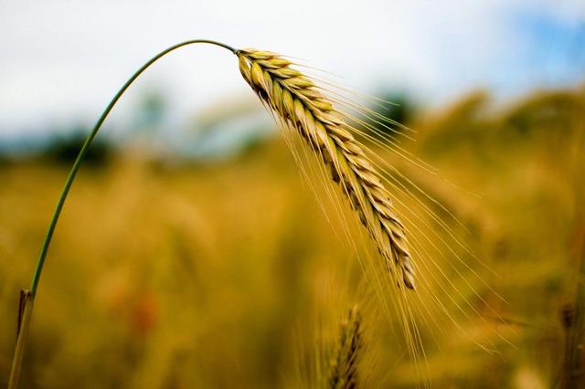 România a exportat cereale și preparate pe bază de cereale în valoare de 2,39 miliarde euro. 1 romania a exportat cereale si preparate pe baza de cereale in valoare de 239 miliarde de euro 674d56a7402aa