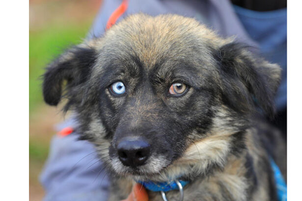 ronny cea cu ochi fascinanti vrea acasa de craciun o puteti adopta din adapostul de la constanta 676414c39f7be