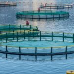 se pregatesc primele ferme marine de pe litoralul romanesc 675dcb9853b53