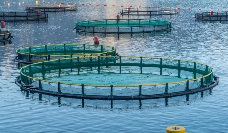 Se pregătesc primele ferme marine pe litoralul românesc 1 se pregatesc primele ferme marine de pe litoralul romanesc 675dcb9853b53