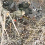soldatul nord coreean capturat de ucraina a murit s a confirmat printr o agentie de informatii aliata 676e830a6a119