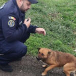 Un bărbat din Caraș-Severin a fost sancționat cu 12.000 de lei pentru abandonarea câinelui pe marginea drumului. 2 un barbat din caras severin a fost amendat cu 12 000 de lei dupa ce si a abandonat cainele pe marginea drumului 67596bd5d4f6e