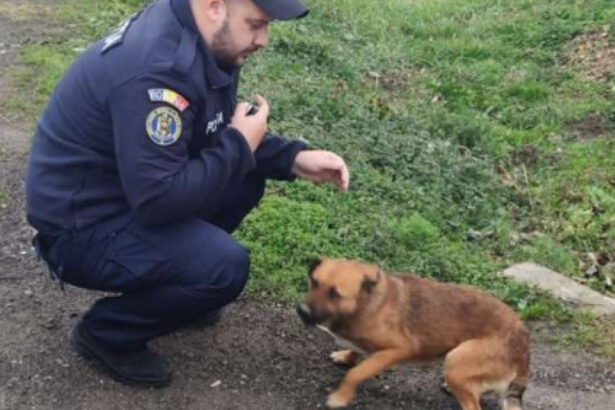 un barbat din caras severin a fost amendat cu 12 000 de lei dupa ce si a abandonat cainele pe marginea drumului 67596bd5d4f6e