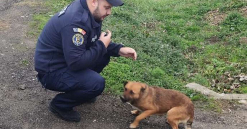 un barbat din caras severin a fost amendat cu 12 000 de lei dupa ce si a abandonat cainele pe marginea drumului 67596bd5d4f6e