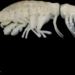 un nou pradator oceanic pandeste in fosa atacama 675b049c5c0b2