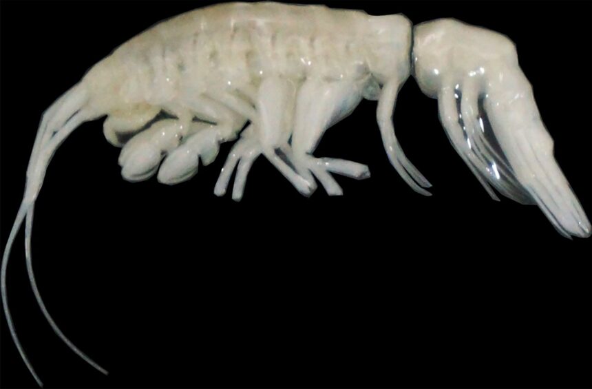 un nou pradator oceanic pandeste in fosa atacama 675b049c5c0b2