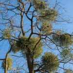 vascul planta magica venerata de mii de ani are conotatii magice de craciun si anul nou 676c394dbb00f