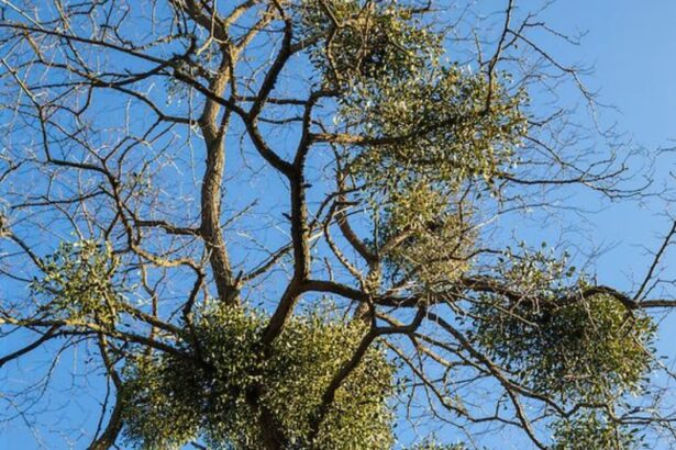 vascul planta magica venerata de mii de ani are conotatii magice de craciun si anul nou 676c394dbb00f