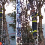 video pompierii din medgidia au salvat o pisicuta blocata de trei zile intr un copac 676577ae71e5e