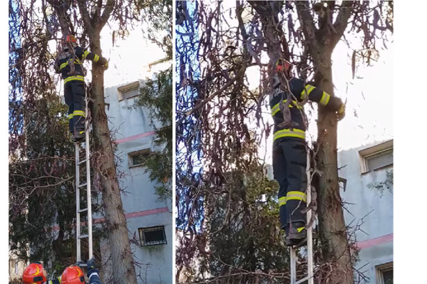 video pompierii din medgidia au salvat o pisicuta blocata de trei zile intr un copac 676577ae71e5e