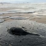 video rusii incearca sa curete cea mai mare deversare de petrol din marea neagra din ultimii ani e peste tot 6762e62254534