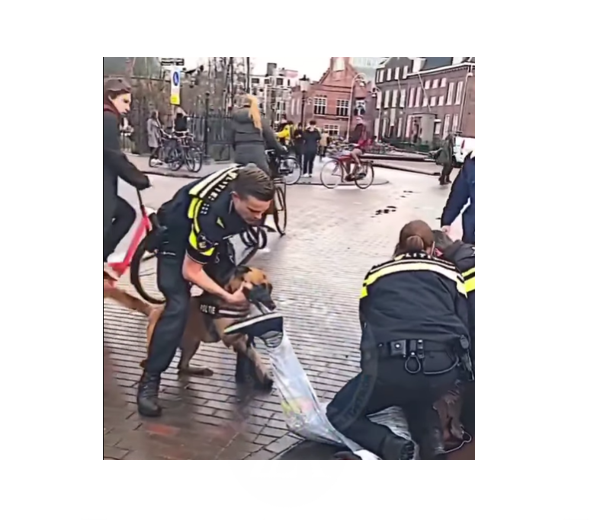 Sindicatul Poliţiştilor – Sidepol reclamă reorganizarea Poliţiei Canine 1 video sindicatul politistilor sidepol reclama reorganizarea politiei canine 676efbf2cec8a