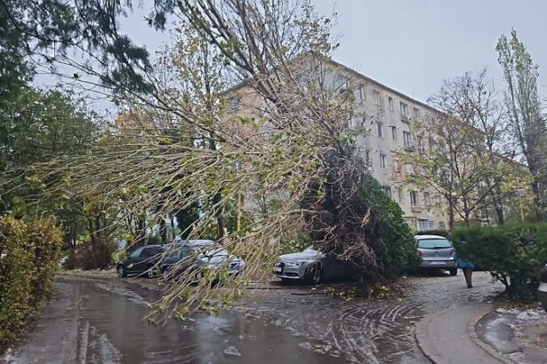 vijelie puternica la constanta mai multi copaci au cazut pe carosabil acoperisul unui restaurant a fost luat de vant 676c0bb13b5cd