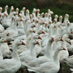 Virusul gripei aviare a suferit mutații în organismul unui pacient din Statele Unite 2 virusul gripei aviare a suferit mutatii in organismul unui pacient american 676ff90d07254