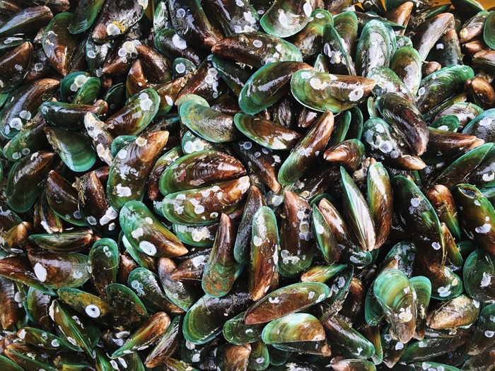 anul acesta vor fi gasite midii si stridii produse in fermele pisciole din marea neagra da asigurari ministrul mediului 678fb93c6028d