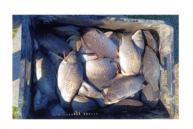 caras de contrabanda in piata din mangalia cate kilograme au confiscat jandarmii 678bd2d95c894