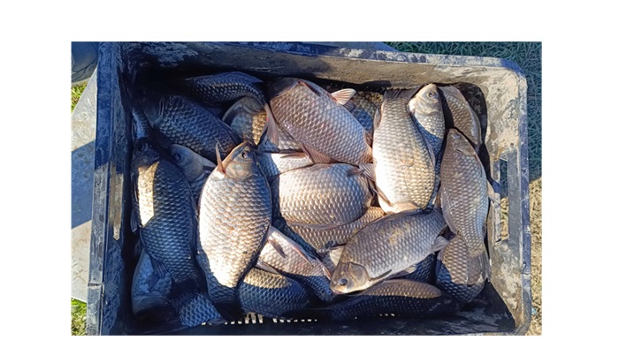 Caras de contrabandă confiscat în piața din Mangalia. Câte kilograme au ridicat jandarmii 1 caras de contrabanda in piata din mangalia cate kilograme au confiscat jandarmii 678bd2d95c894