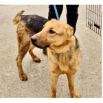 catelul salvat din lacul tabacariei si a gasit o familie iubitoare o poveste cu final fericit 678a0649f2ae4