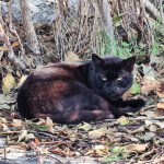 caz socant in constanta pisica ranita dupa ce i s a bagat o petarda in gura 6777d0923bfec